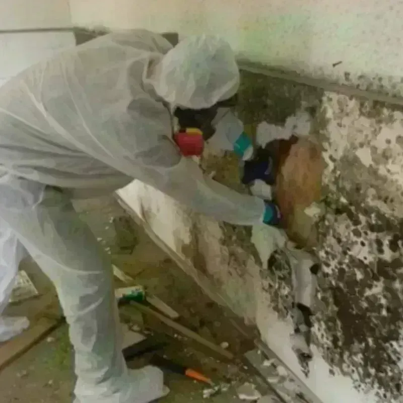 Mold Remediation and Removal in Allegany, NY